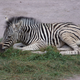 A zebra, having a loll.